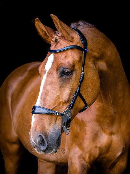 Bridles, Hackamore