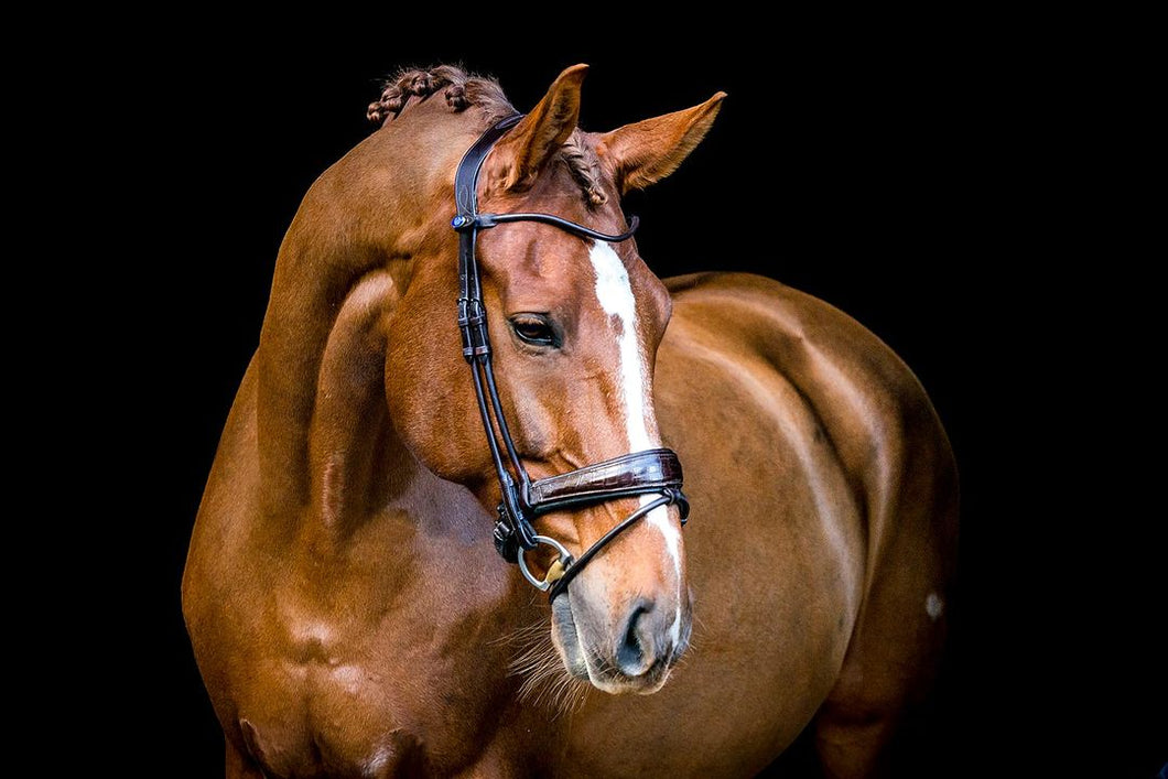 Bridles, All In