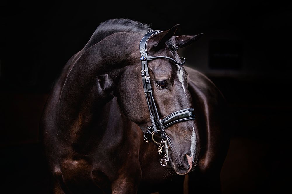 Bridles, Passage & Passage Patent