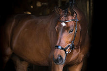 Load image into Gallery viewer, Bridles, Pioneer
